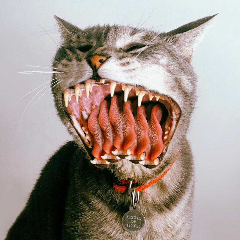 The cover of "Leche de Tigre": a photo of a cat manipulated to include many mouths